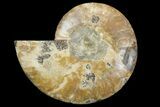 Cut & Polished Ammonite Fossil (Half) - Madagascar #157940-1